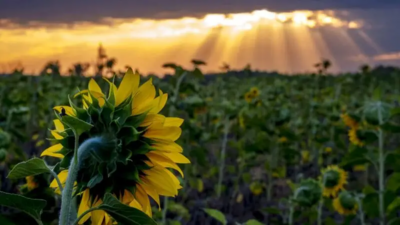 'Money grows on trees': For these investors, Europe's countryside means business